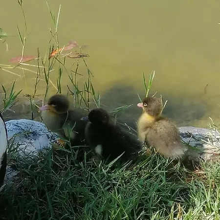 Otantik Tas Ev Bed & Breakfast