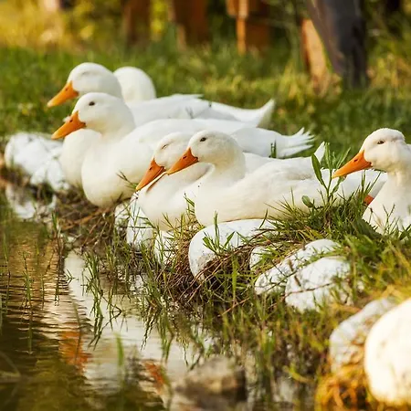 Otantik Tas Ev Dalaman